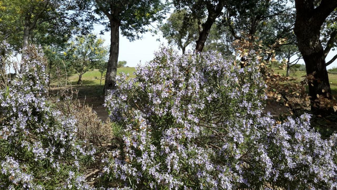 La Pantoufle Verte Montauriol (Pyrenees-Orientales) Exterior foto